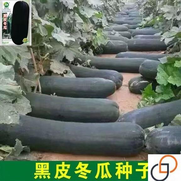 黑皮大冬瓜种子春秋播特大冬瓜种籽高产农家大田蔬菜种籽四季菜籽