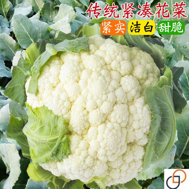 传统紧凑花菜种子白色花椰菜种籽春秋季菜花大田农家盆栽蔬菜种孑