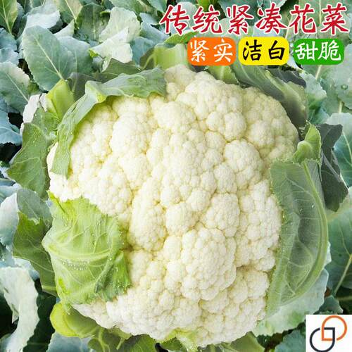 传统紧凑花菜种子白色花椰菜种籽春秋季菜花大田农家盆栽蔬菜种孑