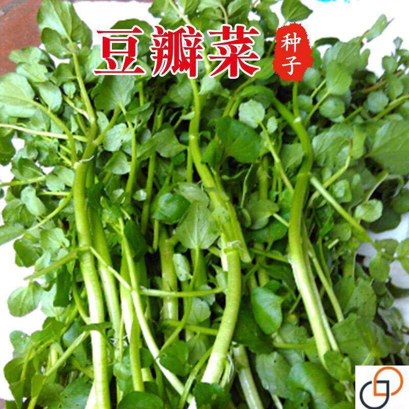 西洋菜种籽豆瓣菜种子四季菜种水芥菜蔬菜孑子盆栽菜籽小青菜籽种