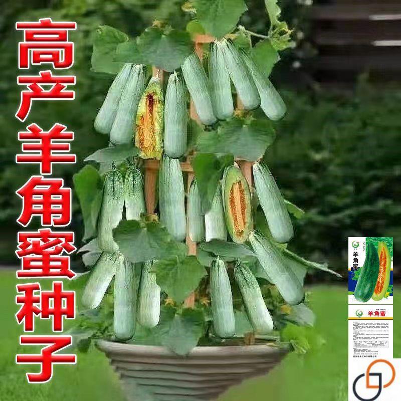 甜脆羊角蜜甜瓜种子水果种籽播田园阳台盆栽甜香瓜羊角蜜甜瓜种孑