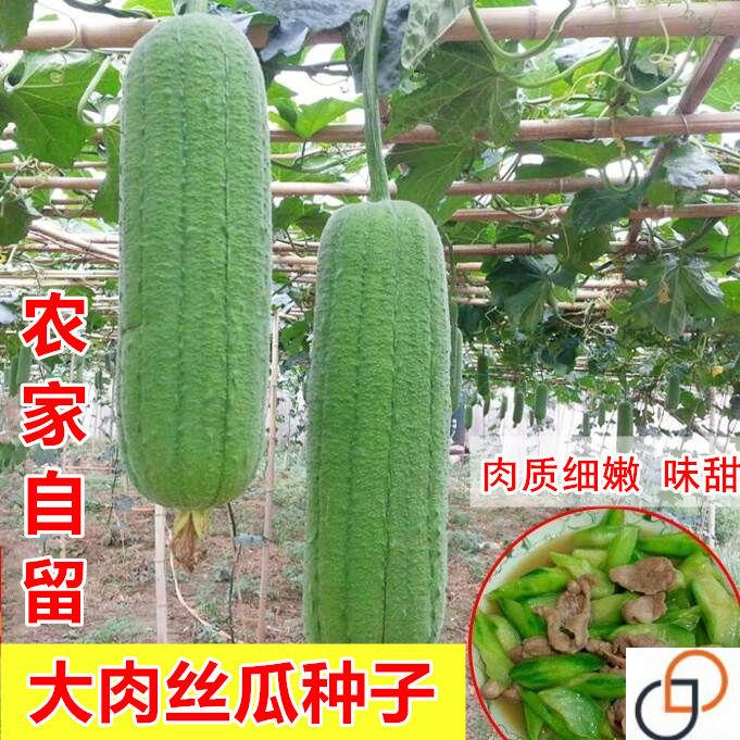 【农家大肉种子】 春夏庭院种植 蔬菜种子多次采摘口感滑嫩