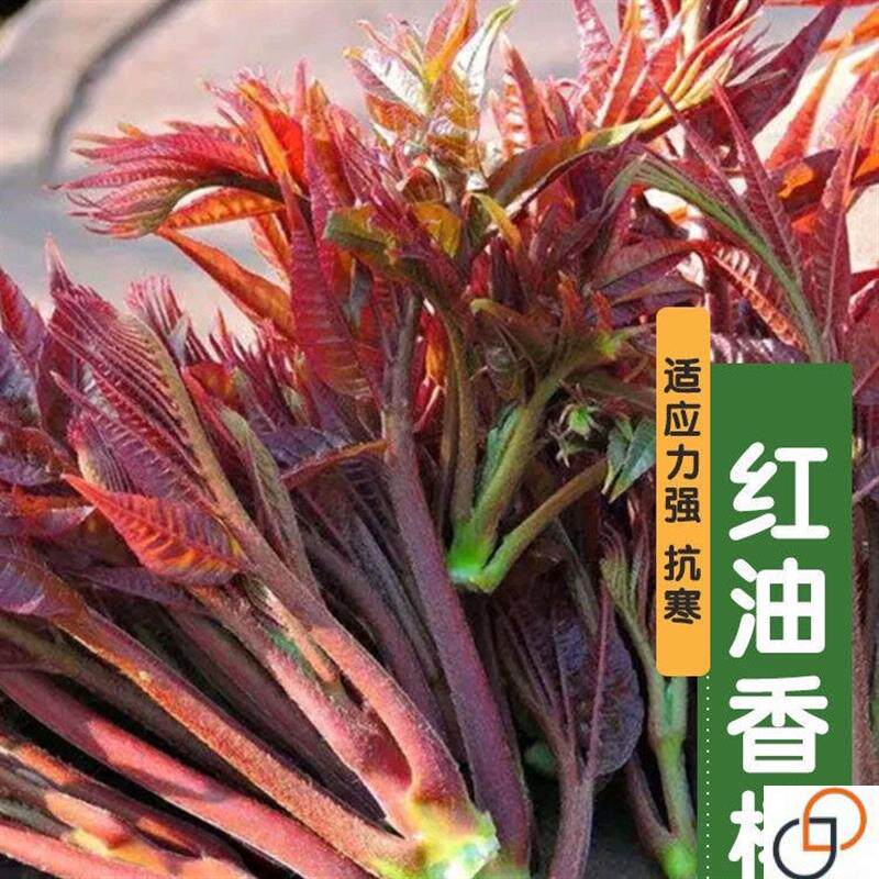 红油香椿种子 速生香椿树苗种籽四季易播芽苗菜阳台蔬菜种子孑