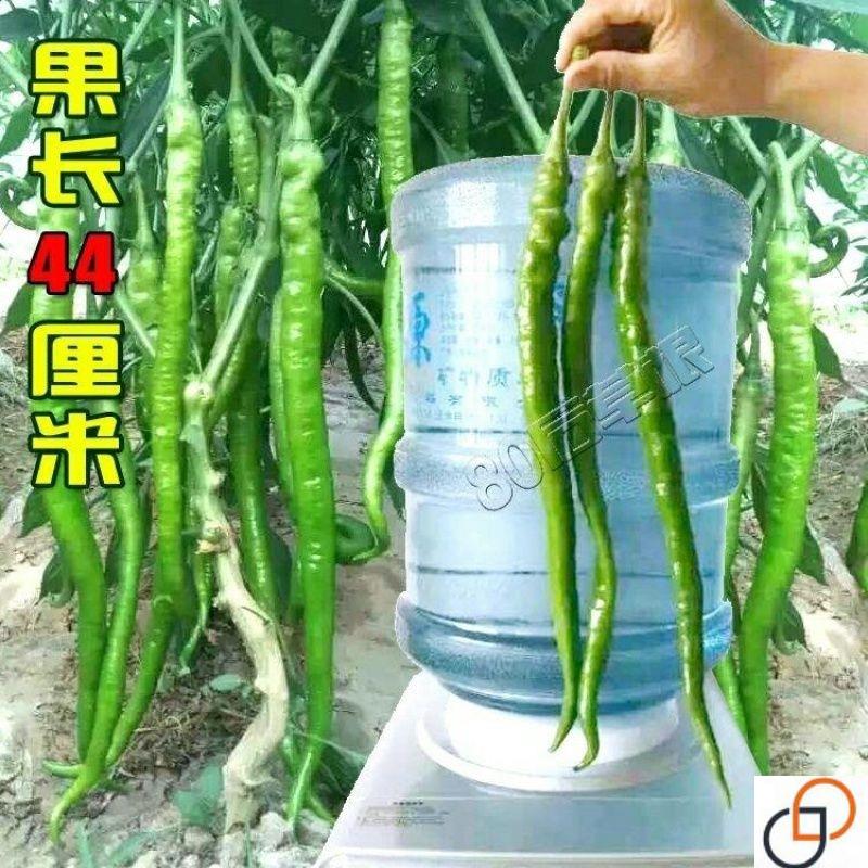 买二送一高产早线椒种子超长湖南辣椒种子春秋大田阳台盆栽四季播