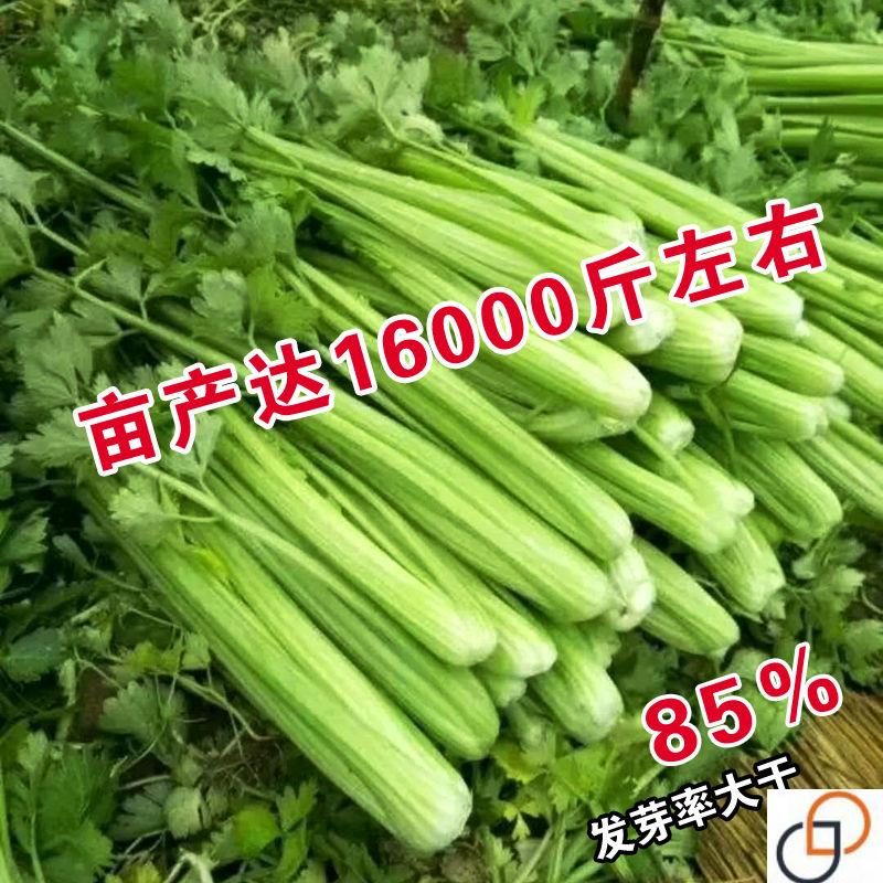 四季西芹种子 法国皇后玻璃脆实芹菜种子农家菜园大田蔬菜籽盆栽