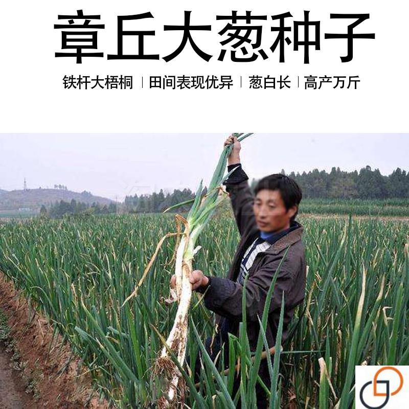 新章丘大葱种子铁杆大梧桐种籽秧苗高产四季播蔬菜孑盆栽农家山东