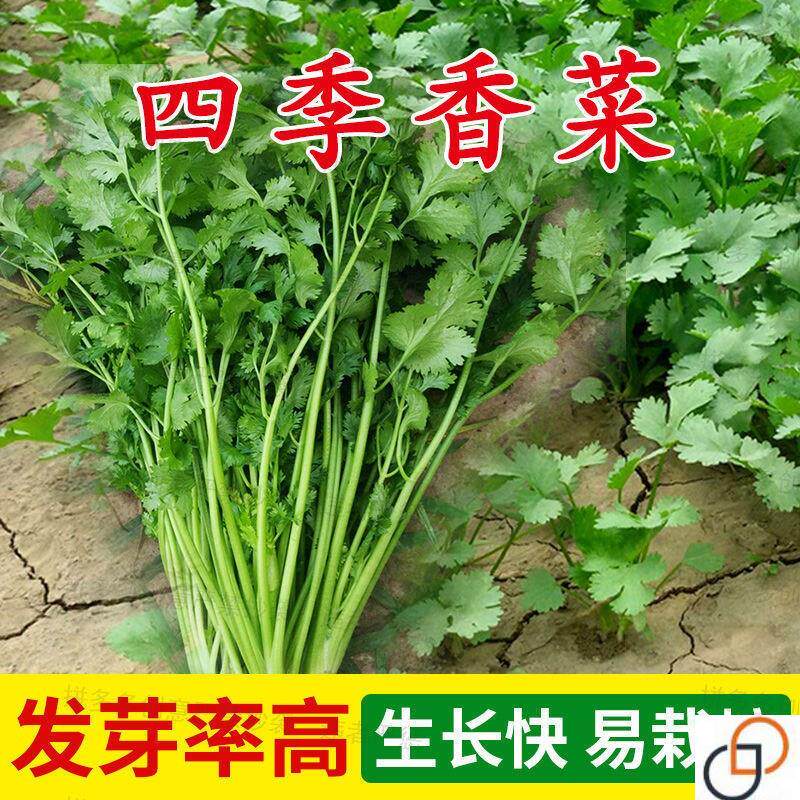 香菜种子四季易种新品大叶香菜蔬菜种子种籽耐热耐寒阳台盆栽