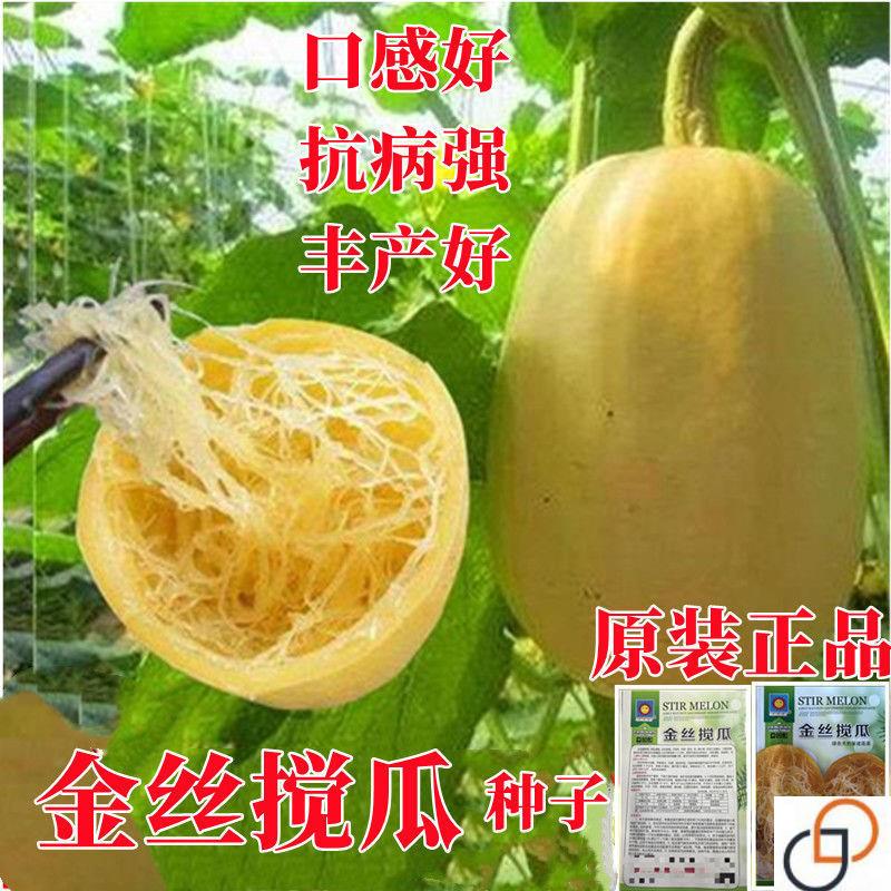 金丝绞瓜种子天然粉丝南瓜种籽凉拌春夏四季阳台金丝搅瓜蔬菜种孑