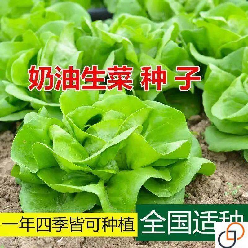 奶油生菜种子种籽四季夏天夏季适合可以种植的菜籽蔬菜孑籽种的