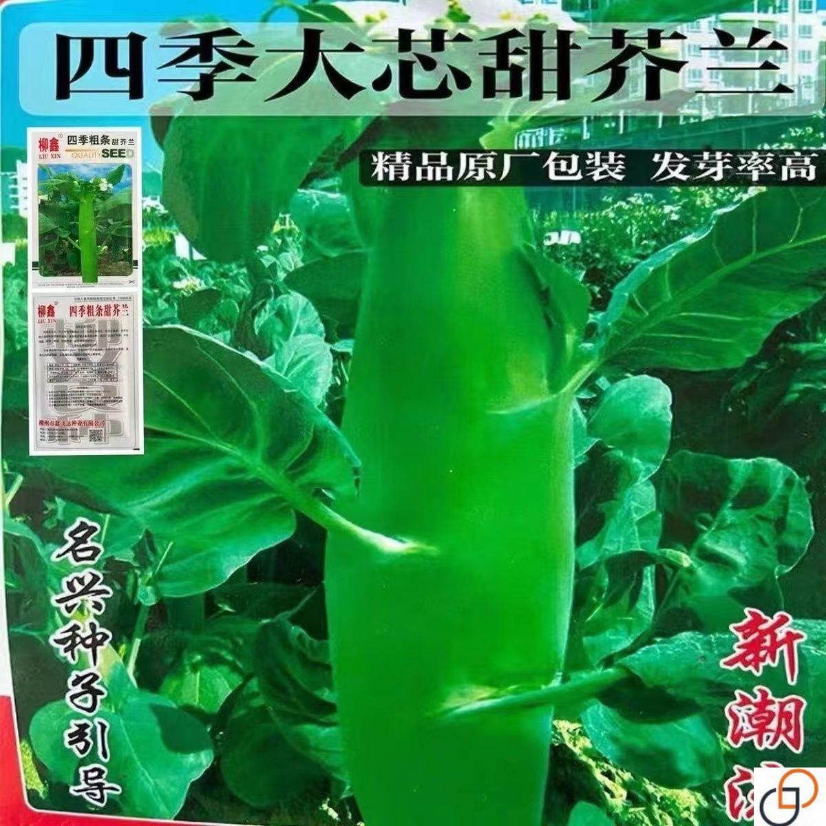 芥兰种子介兰菜种蔬菜种籽粗经菜心鸡腿芥蓝种子阳台盆栽四季播孑