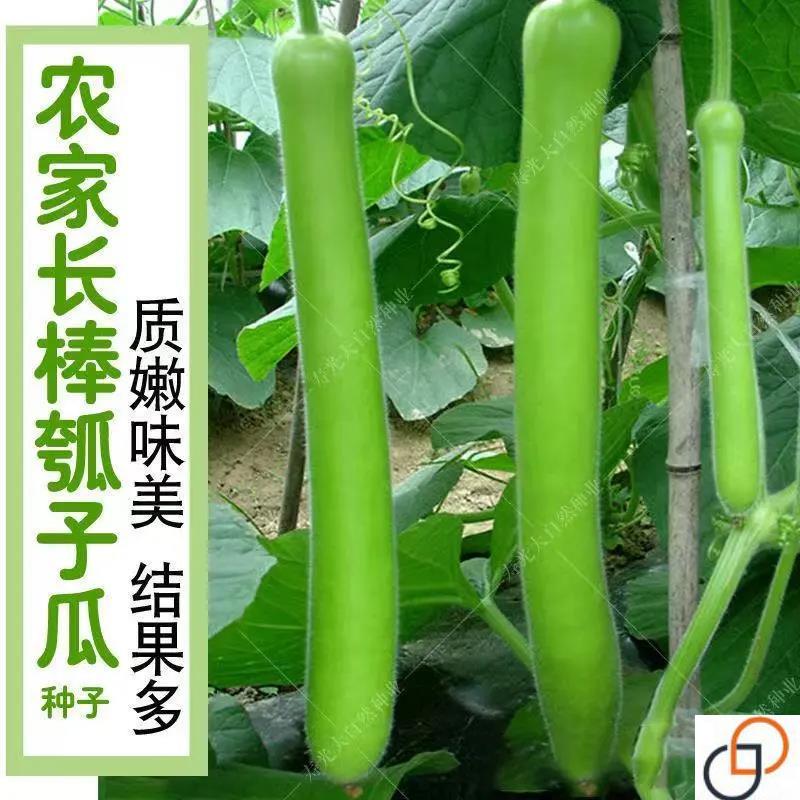 农家长瓠瓜种春秋季瓠子瓜籽蒲瓜菜葫芦籽庭院爬藤菜种子蔬菜种孑