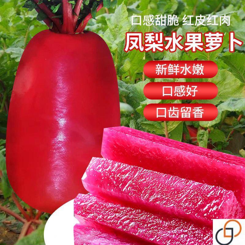 凤梨水果萝卜种子生吃紫美人萝卜胭脂萝卜籽夏季四季蔬菜种子大全