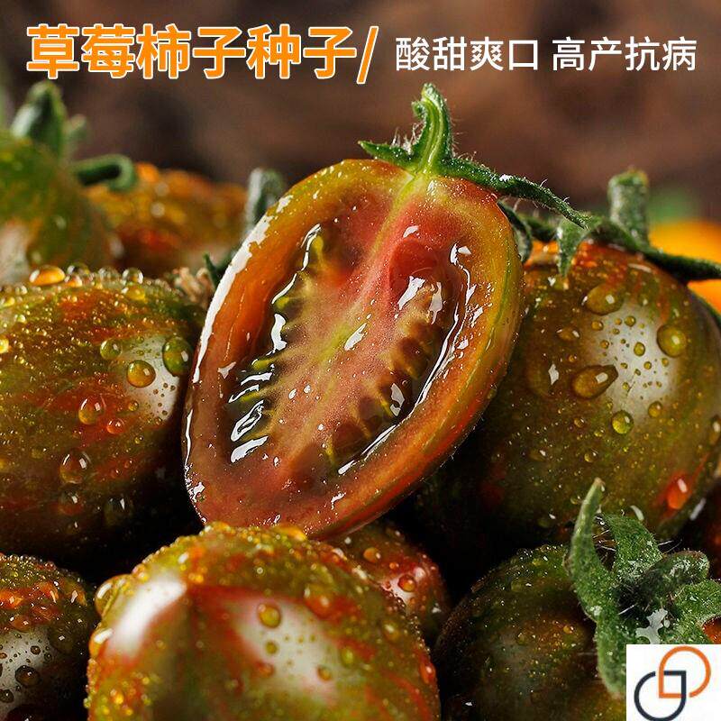 草莓柿子种子小圣女果小西红柿种籽东北铁皮柿子樱桃番茄四季播