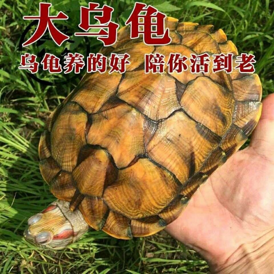 乌龟活体大小宠物巴西红耳龟黄金爬宠缸/箱