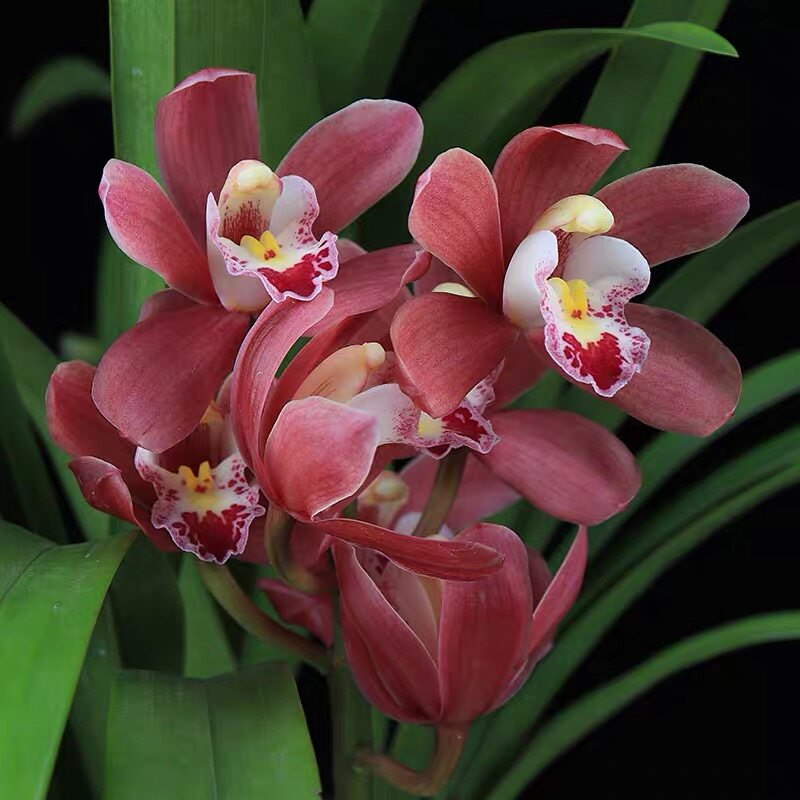 大花蕙兰-红宝石浓香型花卉绿植盆栽好养易活兰花园艺阳台室内