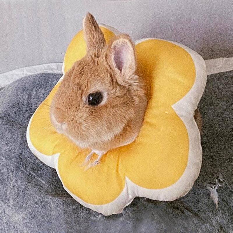 兔子伊丽莎白圈防舔防抓咬专用脖圈绝育驱虫项圈防水龙猫豚鼠头套,宠物/宠物食品及用品,兔兔服饰,淘宝优惠券,粉丝福利购,淘宝优惠卷