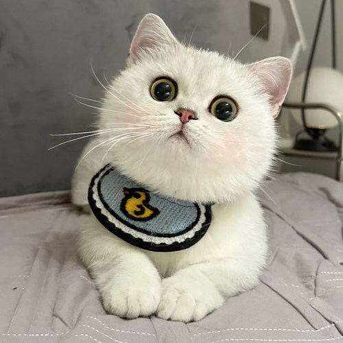 宠物口水巾狗狗围脖猫咪围兜装饰