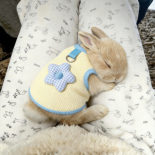 兔子衣服春夏季多巴胺背心可牵引侏儒兔垂耳兔防掉毛宠物可爱服饰