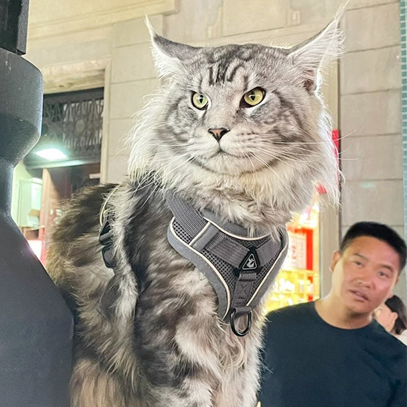 缅因猫牵引绳猫咪透气胸背遛猫绳