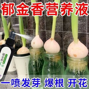 郁金香水培营养液专用种球发霉腐烂促发芽开花液体肥料 巨好用