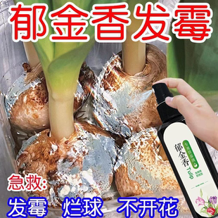 郁金香水培营养液专用种球发霉腐烂促发芽开花液体肥料 巨好用