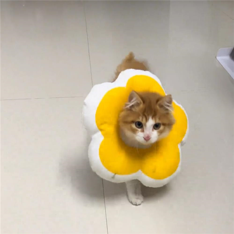 猫防舔圈猫咪宠物狗头罩头套防咬圈用品伊丽莎白圈狗狗猫项圈脖套,宠物/宠物食品及用品,宠物伊丽莎白圈,淘宝优惠券,粉丝福利购,淘宝优惠卷