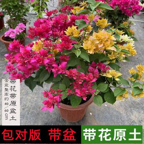 重瓣三角梅盆栽带花老桩漳红樱绿樱勤花品种爬藤植物不甜西瓜绿植