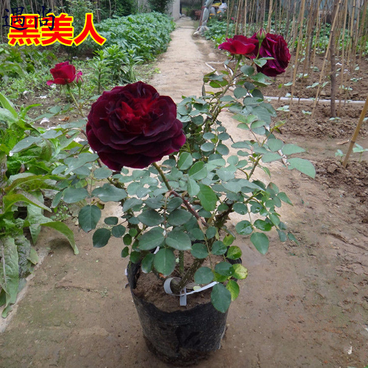 月季花苗黑美人黑夫人 路易十四玫瑰 正宗黑紫色玫瑰花当年可开花