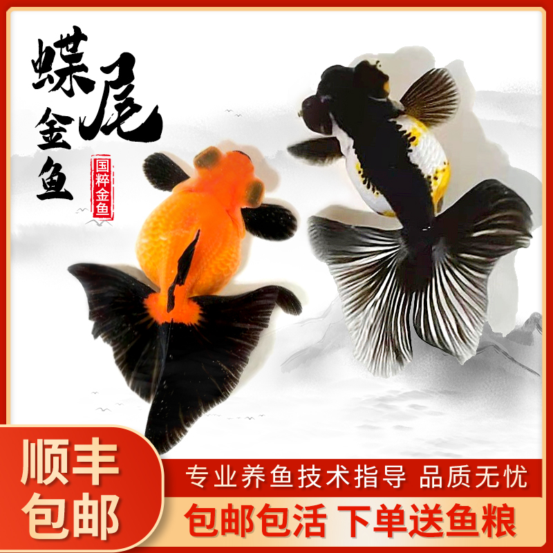 熊猫蝶尾金鱼活鱼观赏鱼红白包金蝶尾大眼冷水鱼好养耐活泰狮兰寿