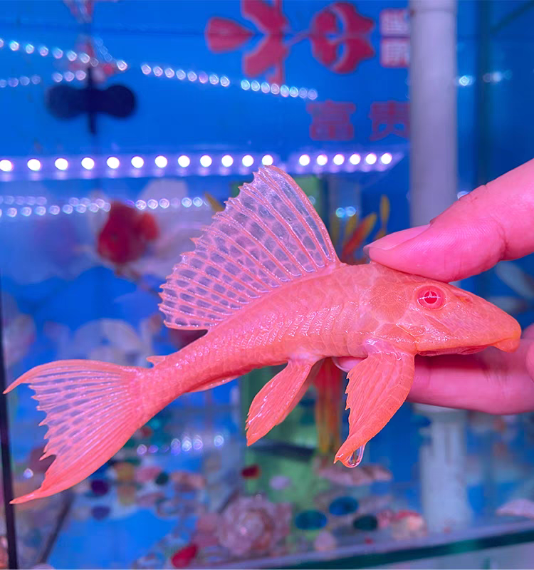 黄金清道夫大帆女王活体大型小型吃垃圾异型鱼热带观赏鱼红眼女皇