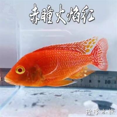 赤瞳火焰红三湖慈鲷鱼水族鱼缸观赏鱼热带鱼淡水银河星钻血钻稀有