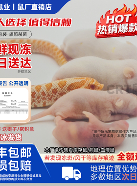 红皮乳鼠冰冷冻小白老鼠蛇苗饲料独立包装幼喂猫龟爬宠粉霜跳亚成