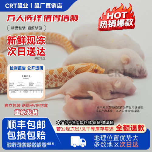 红皮乳鼠冰冷冻小白老鼠蛇苗饲料独立包装幼喂猫龟爬宠粉霜跳亚成