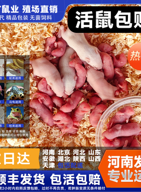 乳鼠红皮北京河北河南活小白老鼠蛇饲料幼鼠喂猫龟爬宠粉霜跳亚成