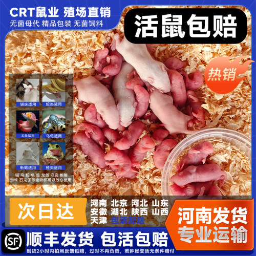 乳鼠红皮北京河北河南活小白老鼠蛇饲料幼鼠喂猫龟爬宠粉霜跳亚成
