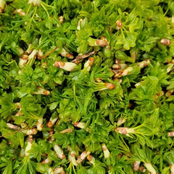 甘肃天水特产小吃天水野菜五尖叶五叶菜五捉天2斤包邮