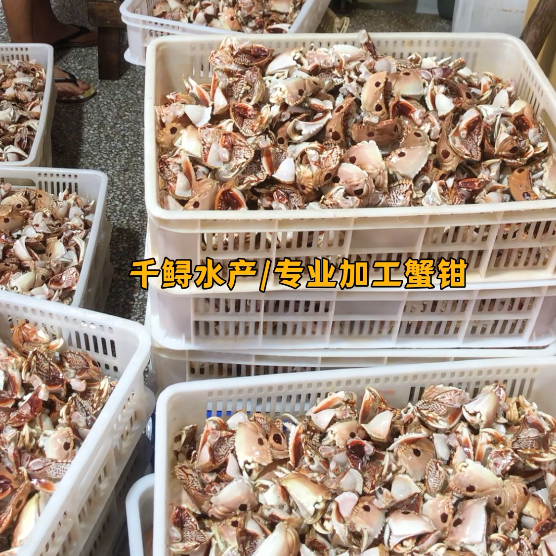 【10斤装 冰少】大号元宝蟹脚面包蟹钳新鲜冷冻水产馒头冻蟹顺丰