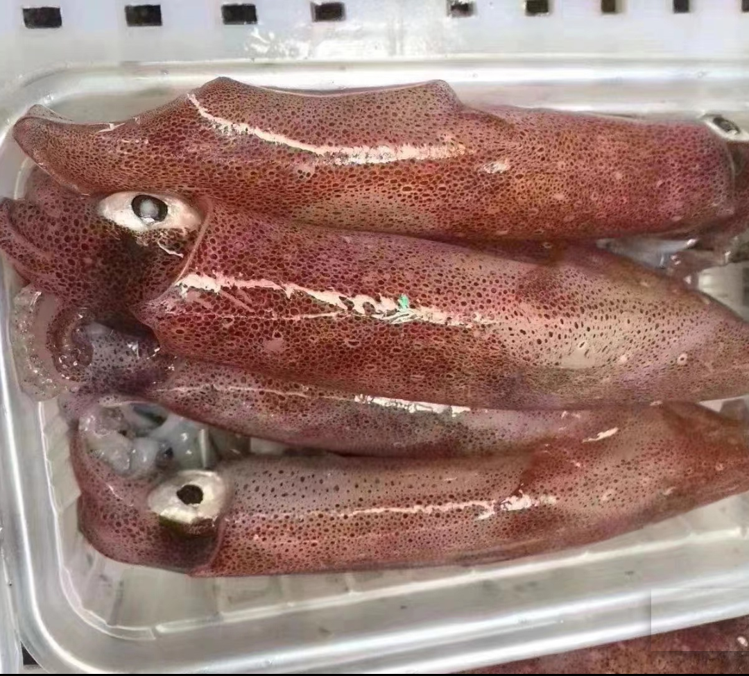 小管鱿鱼新鲜活水产母笔管带籽海兔子满籽福建东山海鲜产地直销