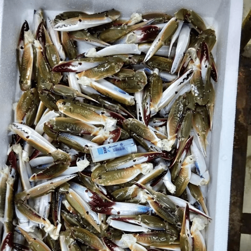 海捕三眼蟹钳 梭子蟹钳子生鲜螃蟹腿大白蟹脚 海蟹飞蟹 产地直发