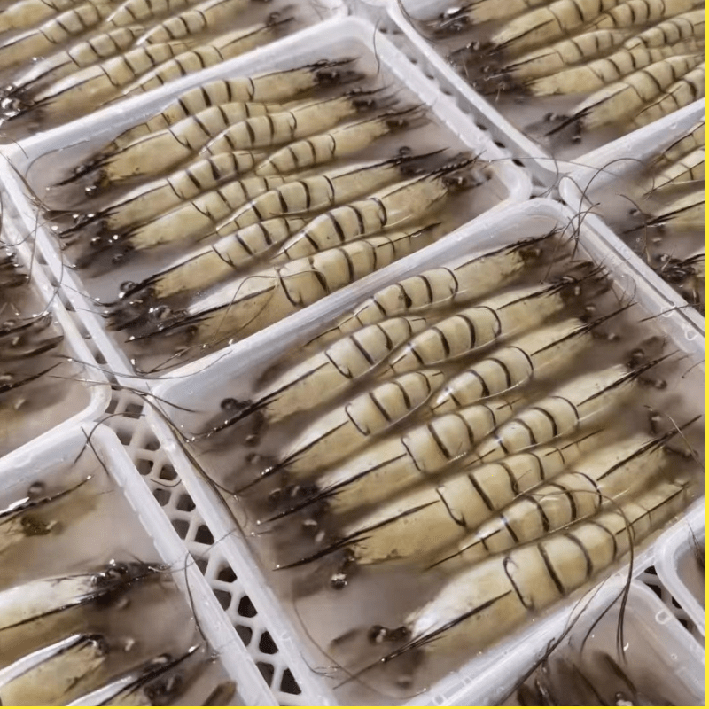 野生新鲜活黑虎虾超大黑节虾冷冻水产斑节虾九节虾老虎虾福建海鲜