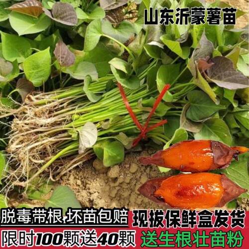 烟薯25号苗西瓜红六鳌蜜薯苗板栗薯红薯苗脱毒地瓜苗蜜薯苗紫薯苗
