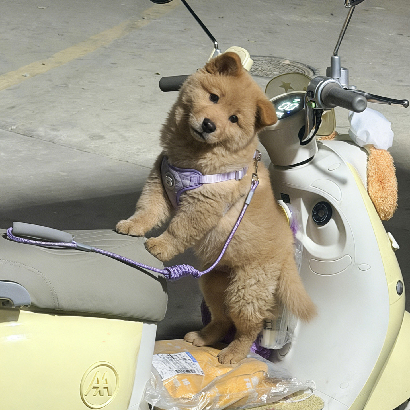 小型犬泰迪比熊胸背牵引背心套装图片