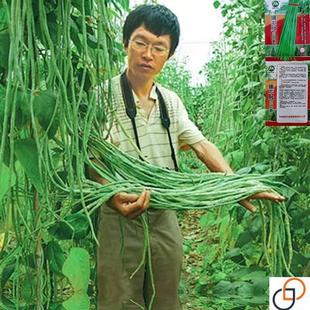 摘不败长豆角种子缸豆种子干枝梅春秋蔬菜种子大全农家菜种子