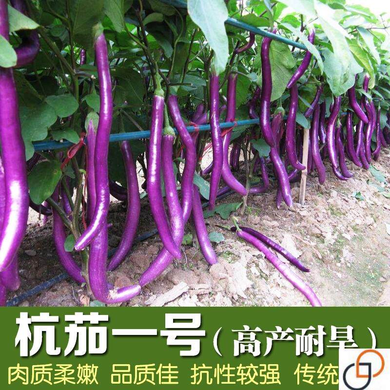 杭茄一号茄子种子 紫红色长茄子 线茄 早熟 高产 耐旱春秋播蔬菜