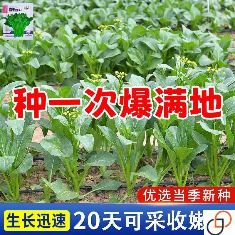 速生奶油菜心菜种子20天早熟广东四九甜菜心一年四季盆栽蔬菜种子