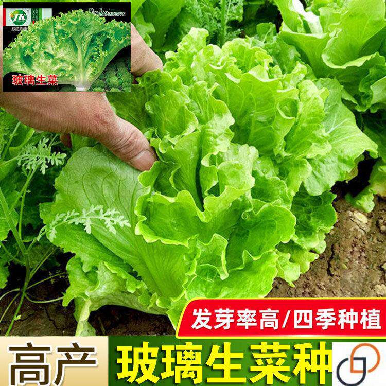 玻璃生菜种子大全水培四季生菜种籽孑农家春夏秋冬季菜籽种南方