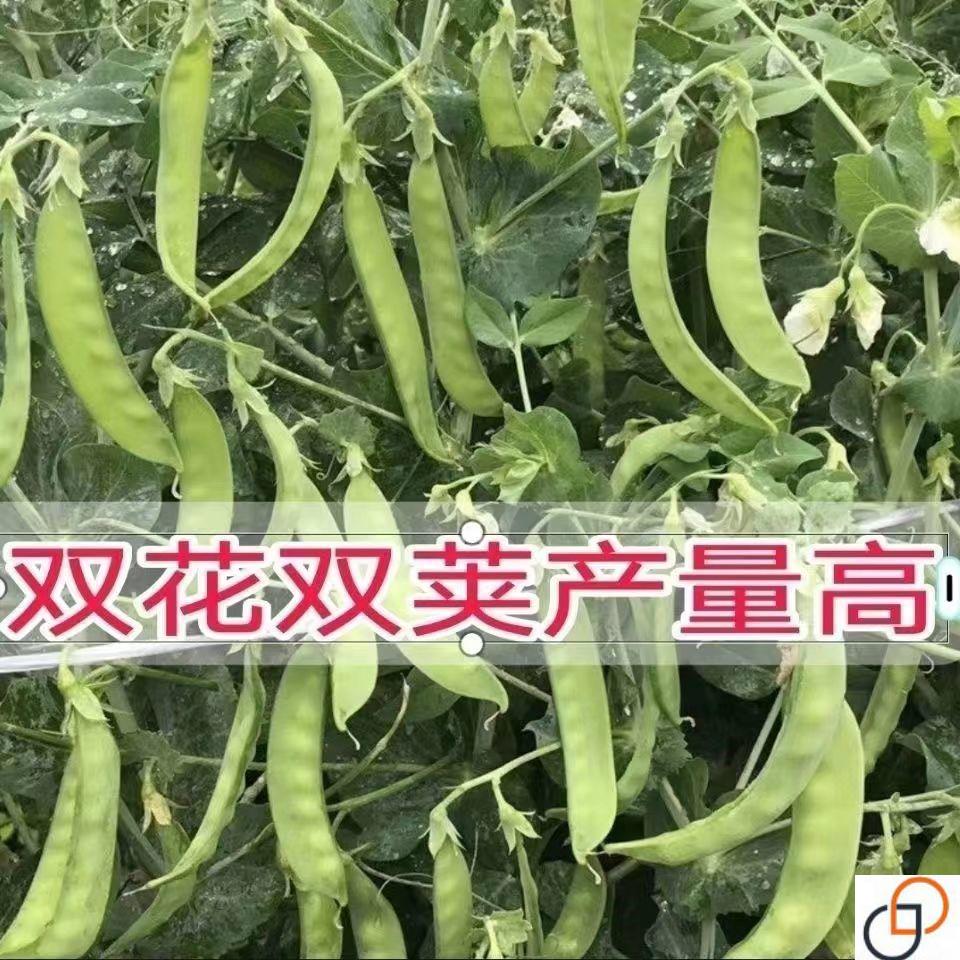 矮生荷兰豆种子高产不搭架双花双荚软荚菜豌豆春秋播四季蔬菜种子