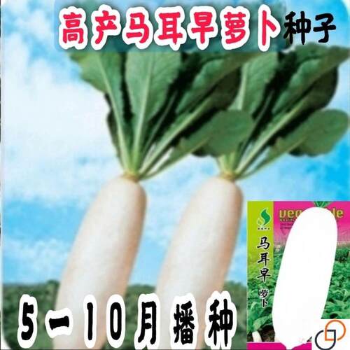 马耳早萝卜长白萝卜叶片无毛萝卜樱萝卜苗种籽夏秋蔬菜