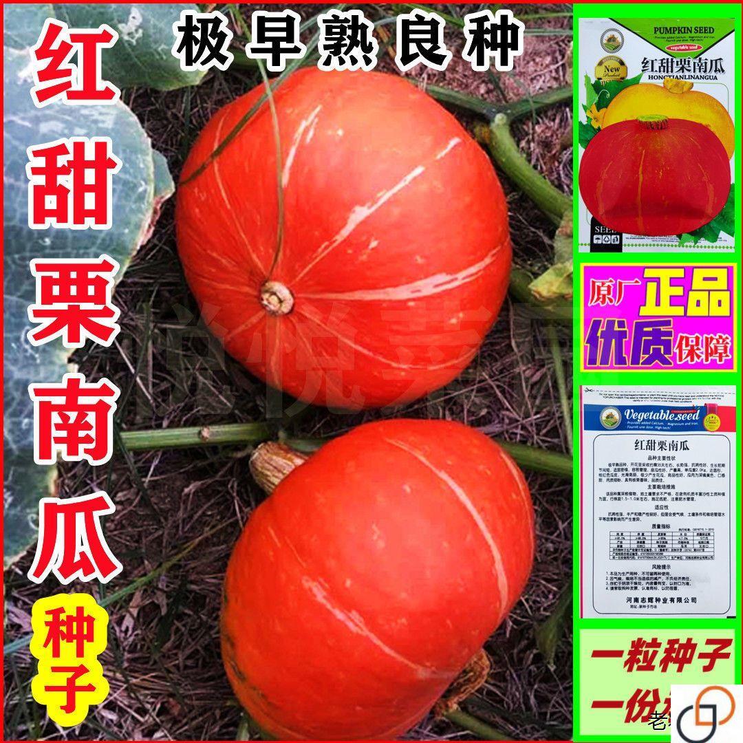 红甜栗红皮南瓜种子新品种红板栗南瓜小金瓜贝贝南瓜种子甜糯蔬菜