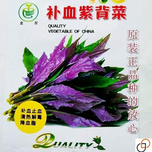 补血紫背菜种子 观音菜 血皮菜 红背菜种子 特色保健四季蔬菜种籽